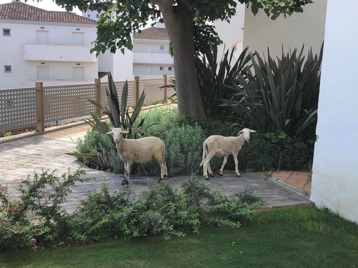 3 soverom Leilighet til salgs i La Duquesa / Puerto de la Duquesa med svømmebasseng - € 285 000 (Ref: 9974396)