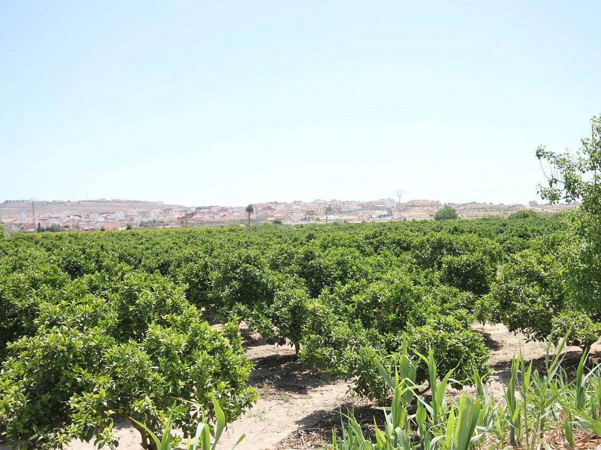 3 sypialnia Willa na sprzedaż w Ciudad Quesada z basenem - 680 000 € (Ref: 8714638)