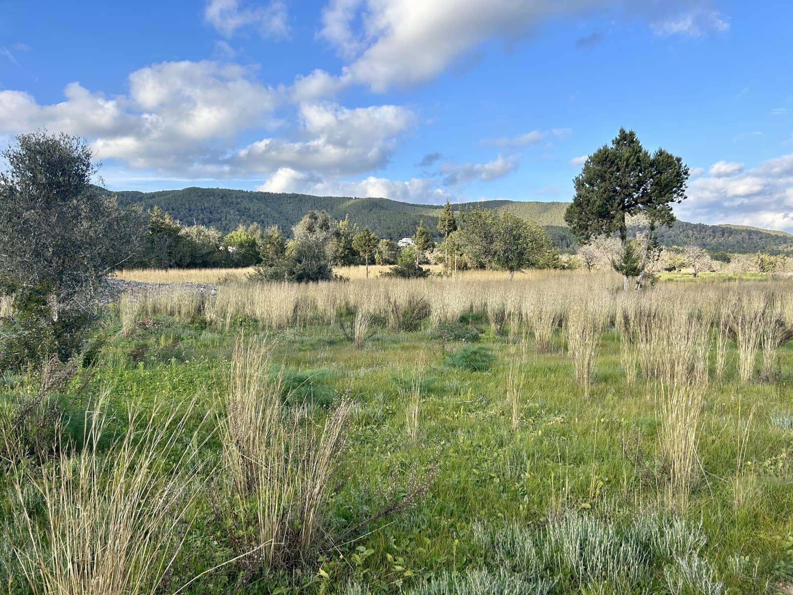 Rakentamaton maa myytävänä paikassa Sant Carles de Peralta - 960 000 € (Ref: 9849838)