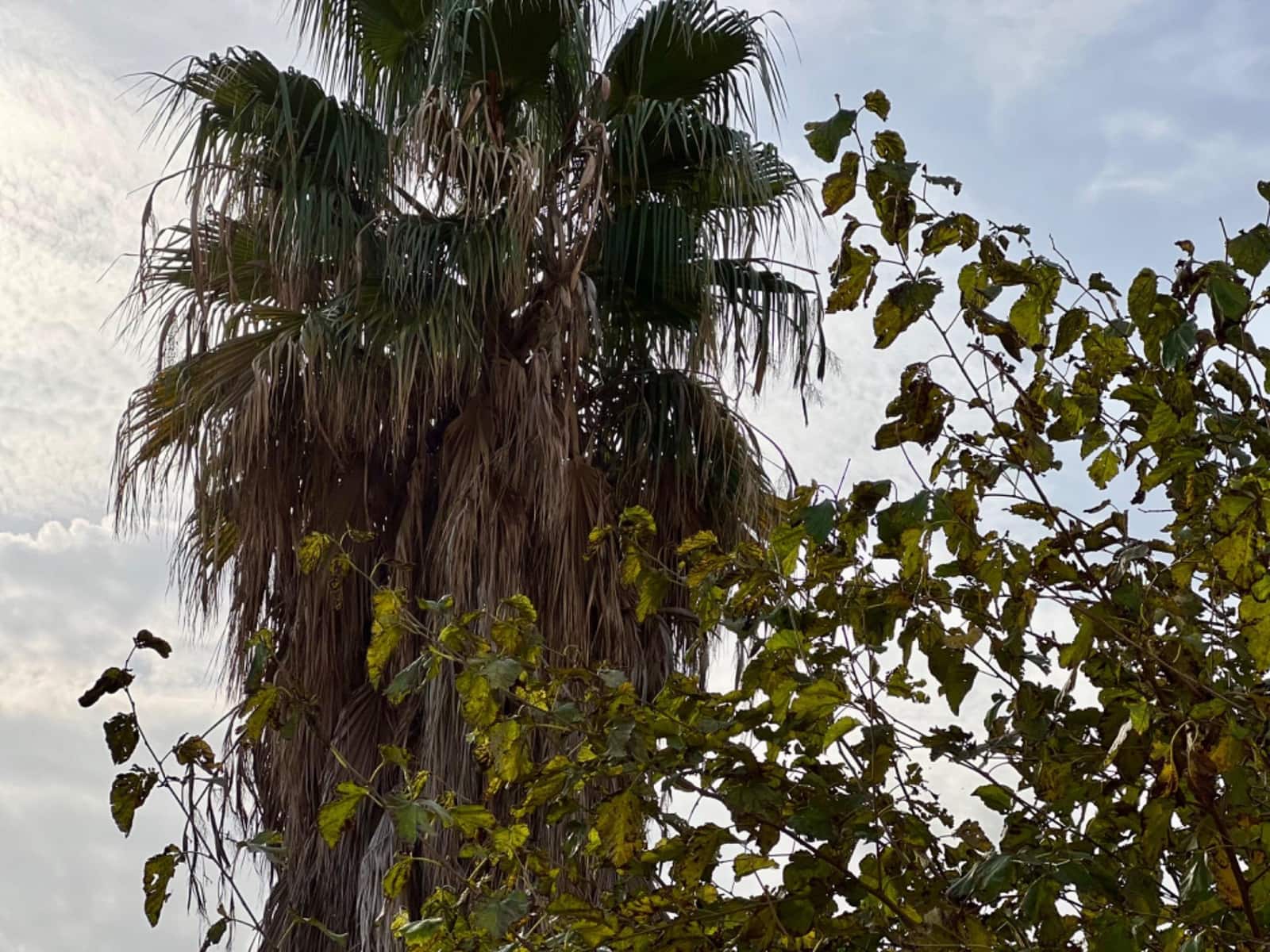 3 soveværelse Lejlighed til salg i Valencia by - € 299.500 (Ref: 8682346)