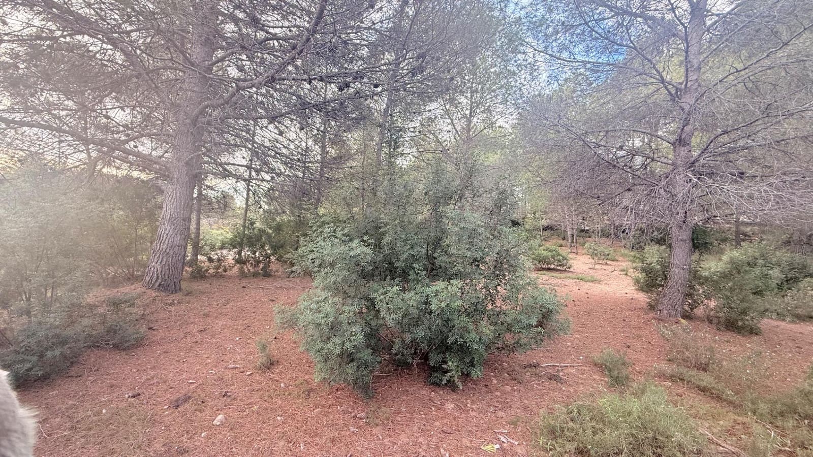 Bouwgrond te koop in Albalat dels Tarongers - € 179.000 (Ref: 9411068)