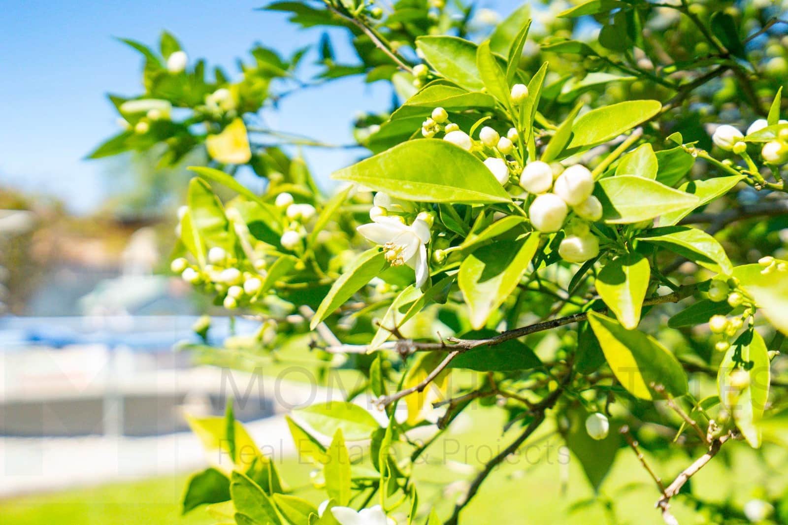 6 sypialnia Willa na sprzedaż w Denia - 695 000 € (Ref: 8933299)