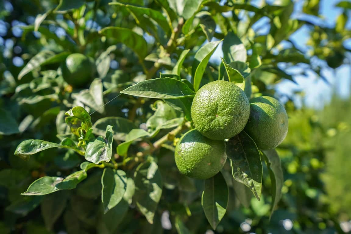 3 sypialnia Willa na sprzedaż w Benissa z garażem - 725 000 € (Ref: 9314320)