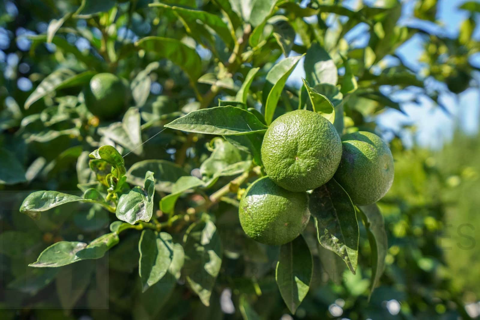 3 bedroom Villa for sale in Benissa with pool garage - € 799,000 (Ref: 9314320)