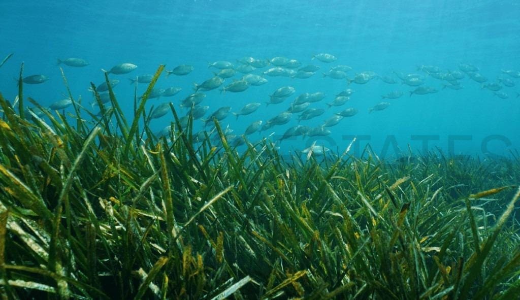 4 Zimmer Villa zu verkaufen in Benissa mit Pool - 3.950.000 € (Ref: 9395328)