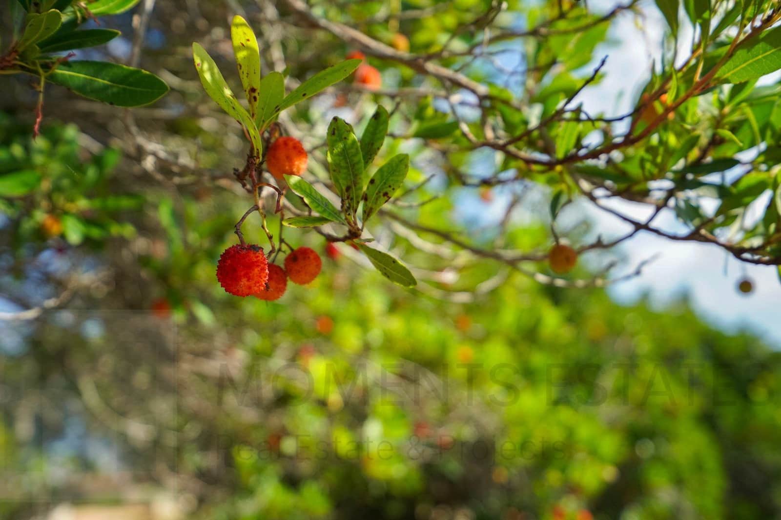 3 chambre Villa/Maison à vendre à Javea / Xabia - 2 500 000 € (Ref: 9441966)