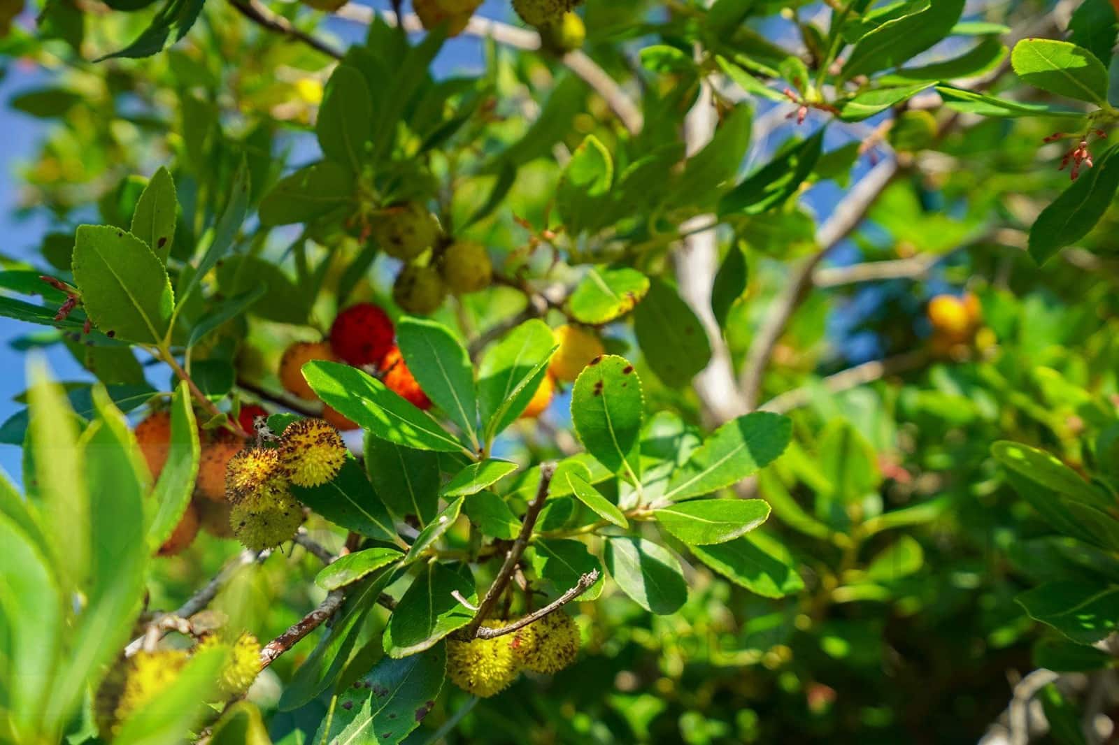 3 chambre Villa/Maison à vendre à Javea / Xabia - 2 500 000 € (Ref: 9441966)