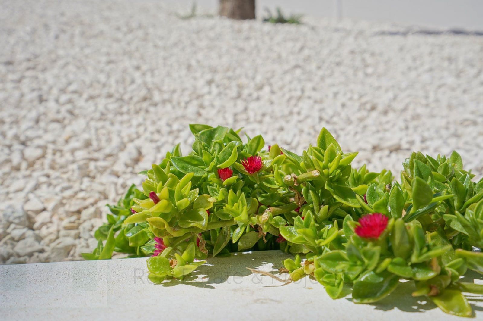 4 bedroom Villa for sale in Benissa - € 1,499,000 (Ref: 9481576)