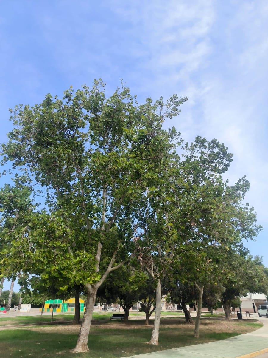 Chalet de 3 habitaciones en Los Alcázares en venta - 178.000 € (Ref: 9081572)