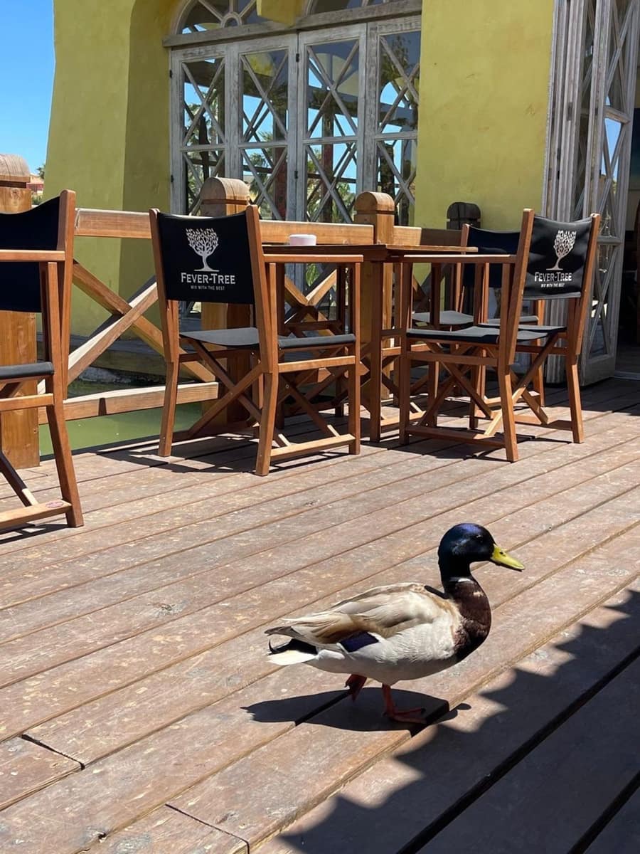 2 bedroom Villa for sale in Desert Springs - € 290,000 (Ref: 8545827)