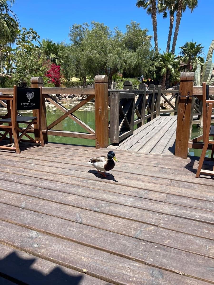 2 bedroom Villa for sale in Desert Springs - € 290,000 (Ref: 8545827)