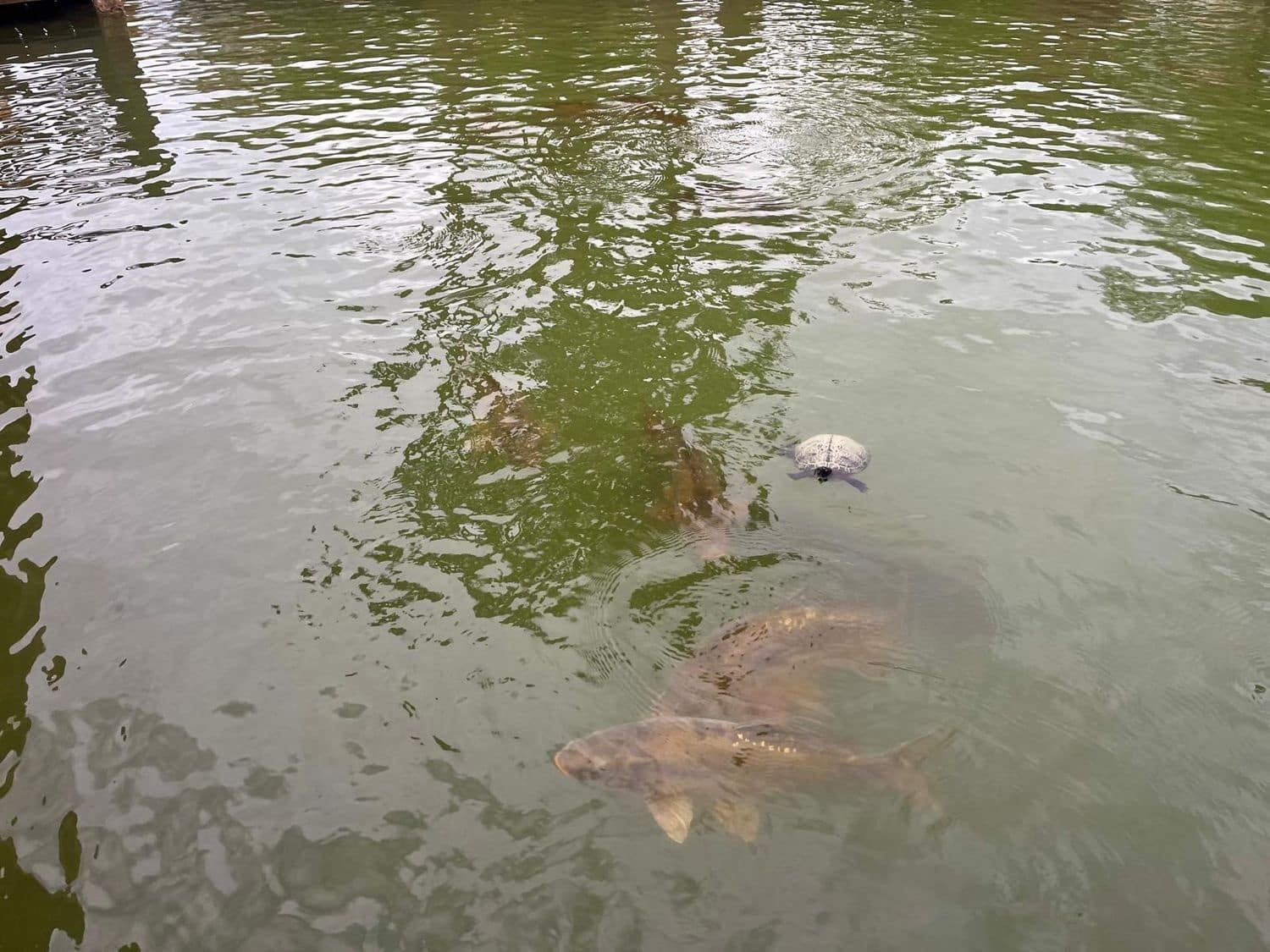 2 bedroom Villa for sale in Desert Springs - € 290,000 (Ref: 8545827)