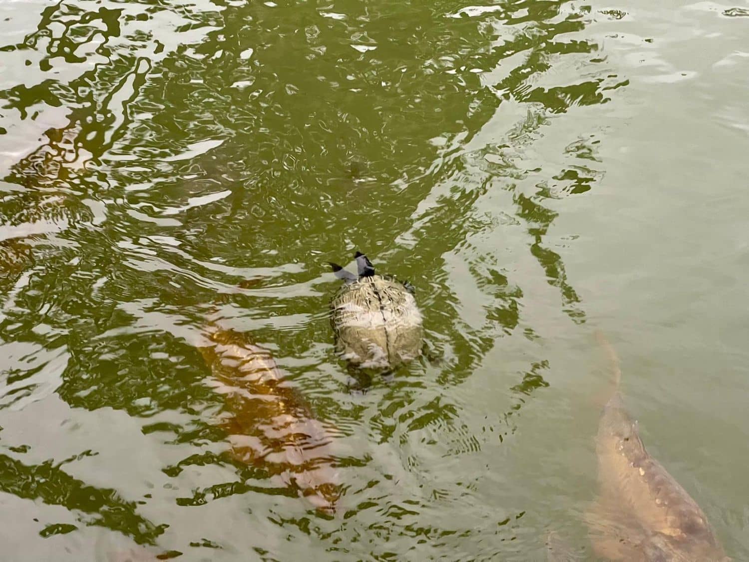 2 bedroom Villa for sale in Desert Springs - € 290,000 (Ref: 8545827)