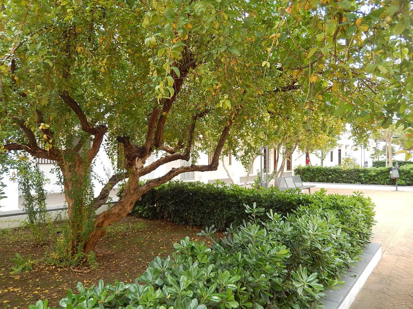 Bouwgrond te koop in Puig - € 280.000 (Ref: 8318415)