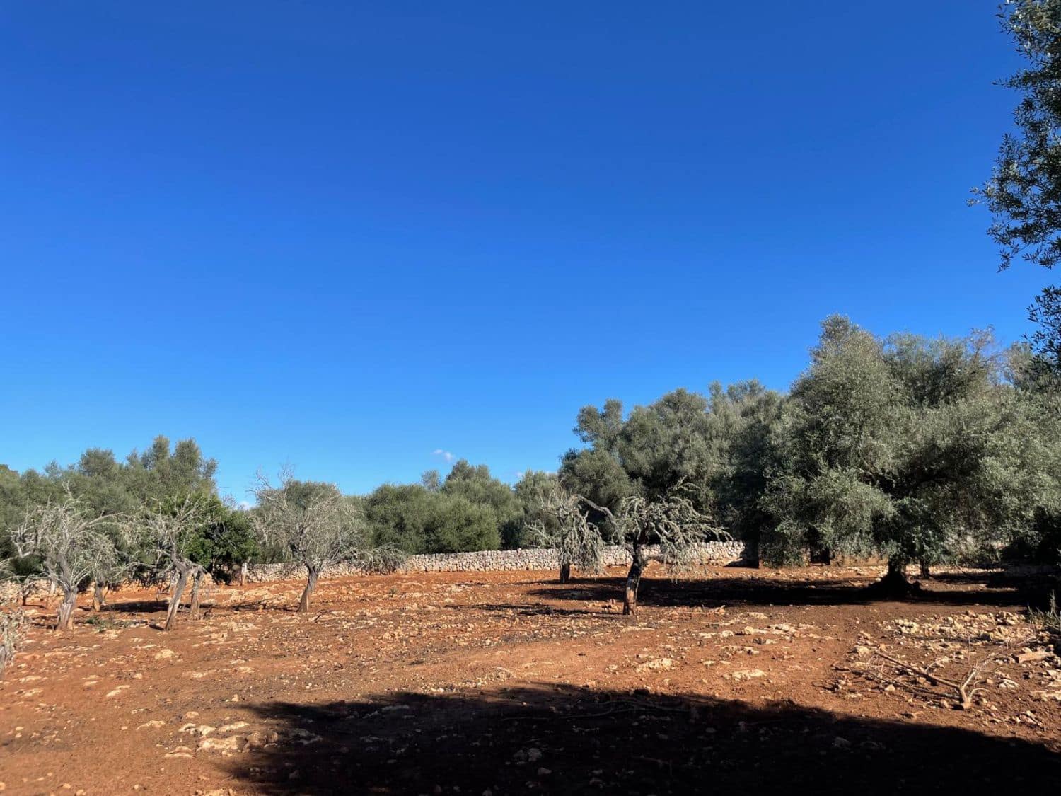 3 chambre Entreprise à vendre à Sineu - 165 000 € (Ref: 9040395)