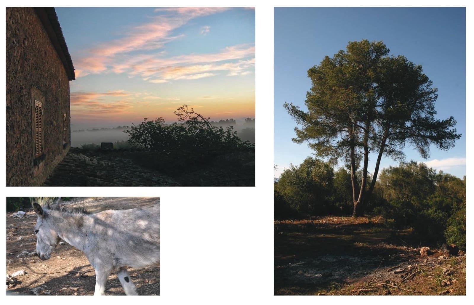 10 soveværelse Finca/Landehus til salg i Lloret de Vista Alegre - € 2.505.592 (Ref: 9040397)