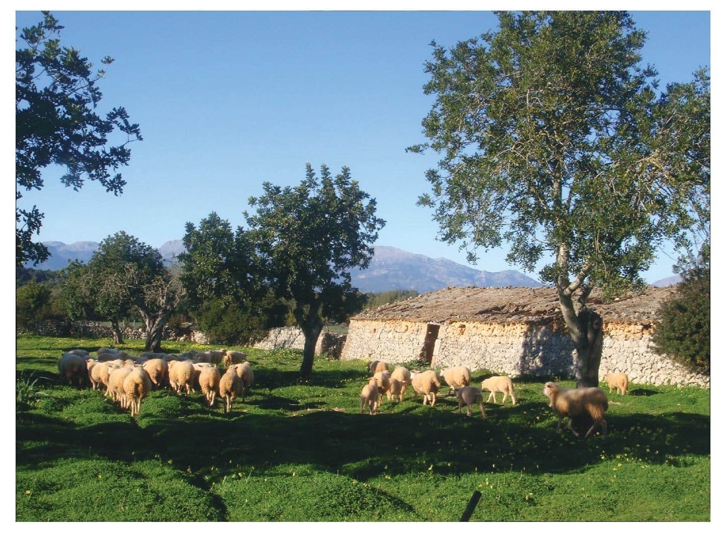 10 soveværelse Finca/Landehus til salg i Lloret de Vista Alegre - € 2.505.592 (Ref: 9040397)