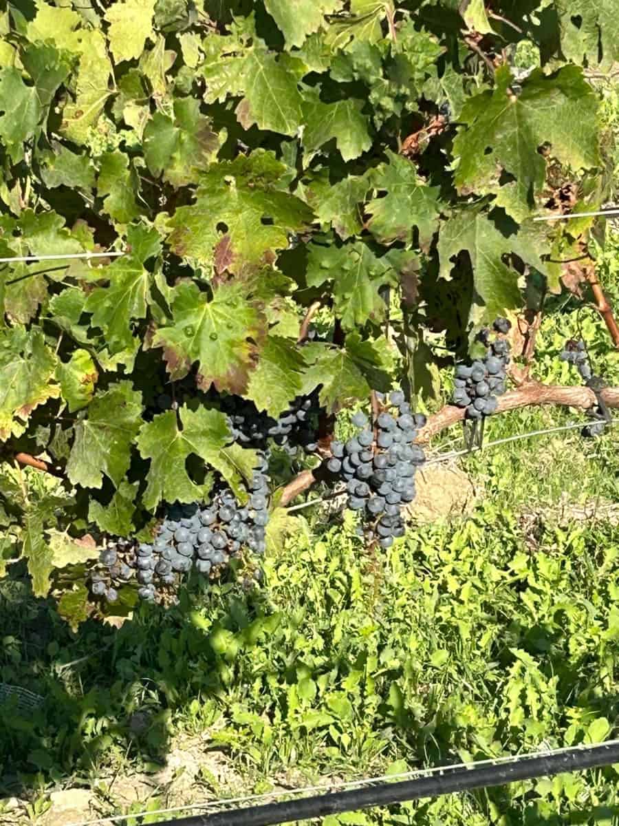 10 chambre Finca/Maison de Campagne à vendre à Montuiri - 5 900 000 € (Ref: 9264743)