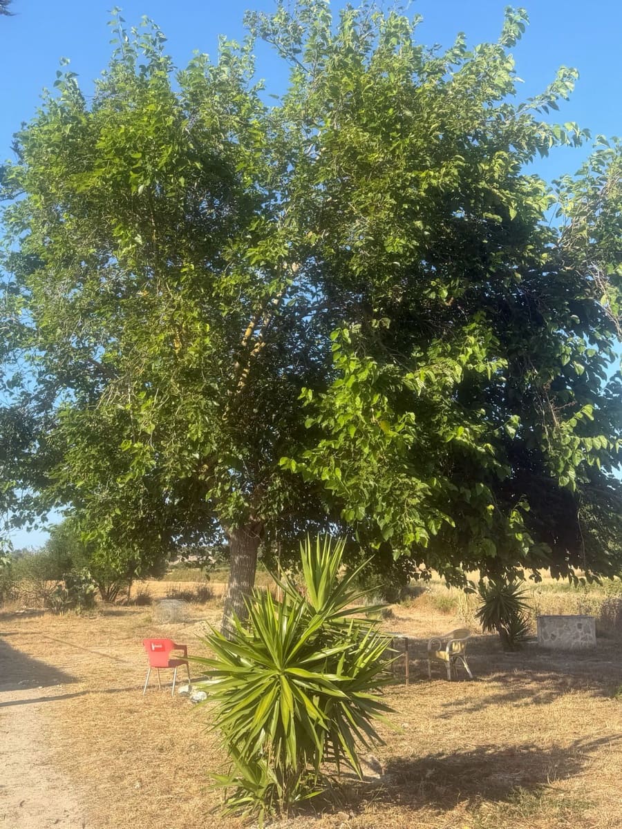 1 bedroom Finca/Country House for sale in Sineu - € 195,000 (Ref: 9899028)