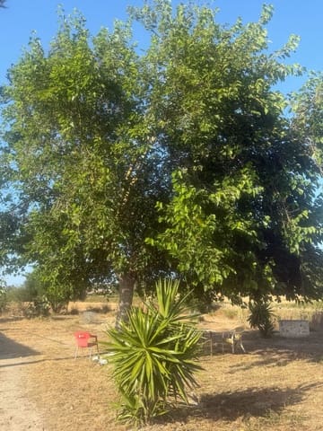 1 bedroom Finca/Country House for sale in Sineu - € 195,000 (Ref: 9899028)