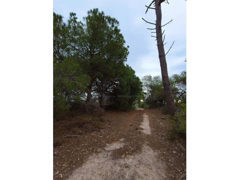 Finca/Landgut zu verkaufen in Cullera - 4.500.000 € (Ref: 9335359)