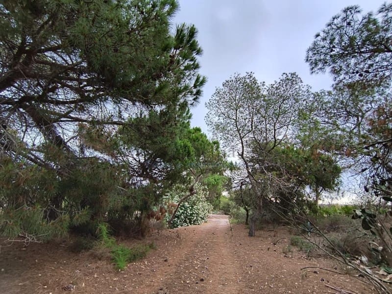 Finca/Landgut zu verkaufen in Cullera - 4.500.000 € (Ref: 9335359)