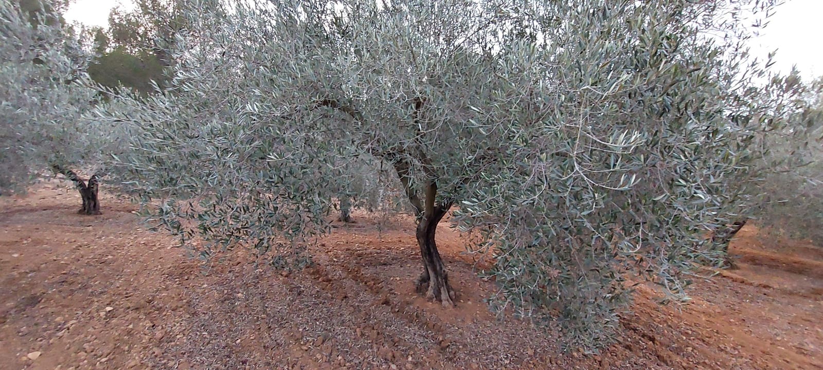 4 bedroom Finca/Country House for sale in Les Useres with garage - € 320,000 (Ref: 9591783)