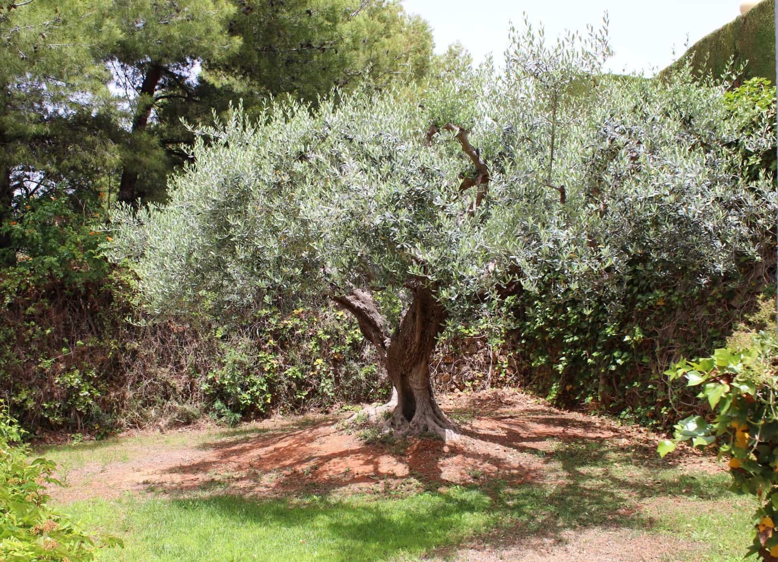 6 bedroom Villa for sale in Oropesa  with pool garage - € 2,500,000 (Ref: 9591786)