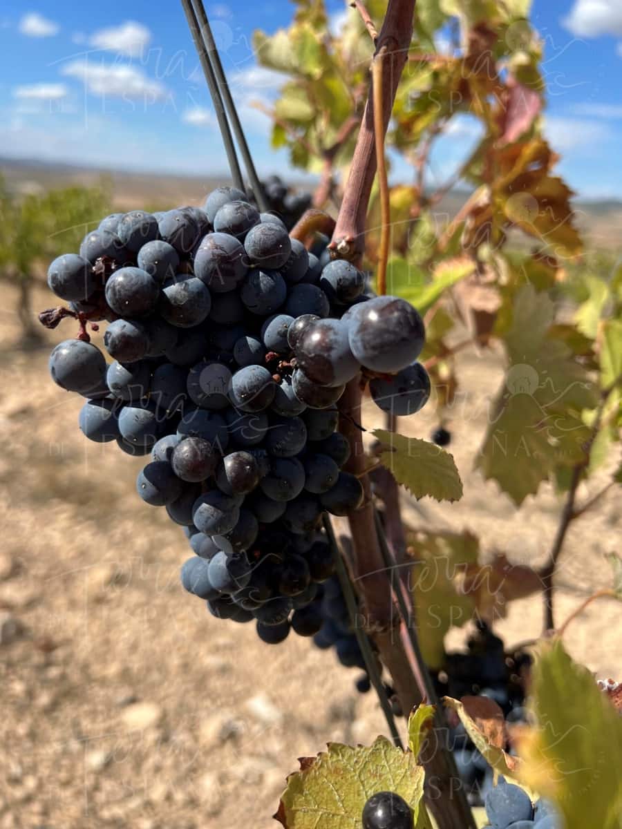 3 sypialnia Willa na sprzedaż w Yecla z basenem - 700 000 € (Ref: 9651850)