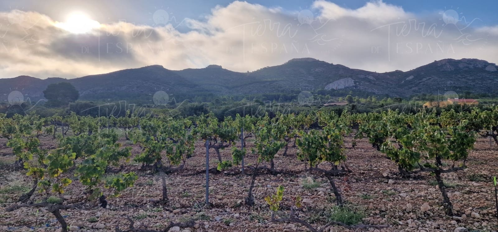 3 sypialnia Willa na sprzedaż w Yecla z basenem - 700 000 € (Ref: 9651850)