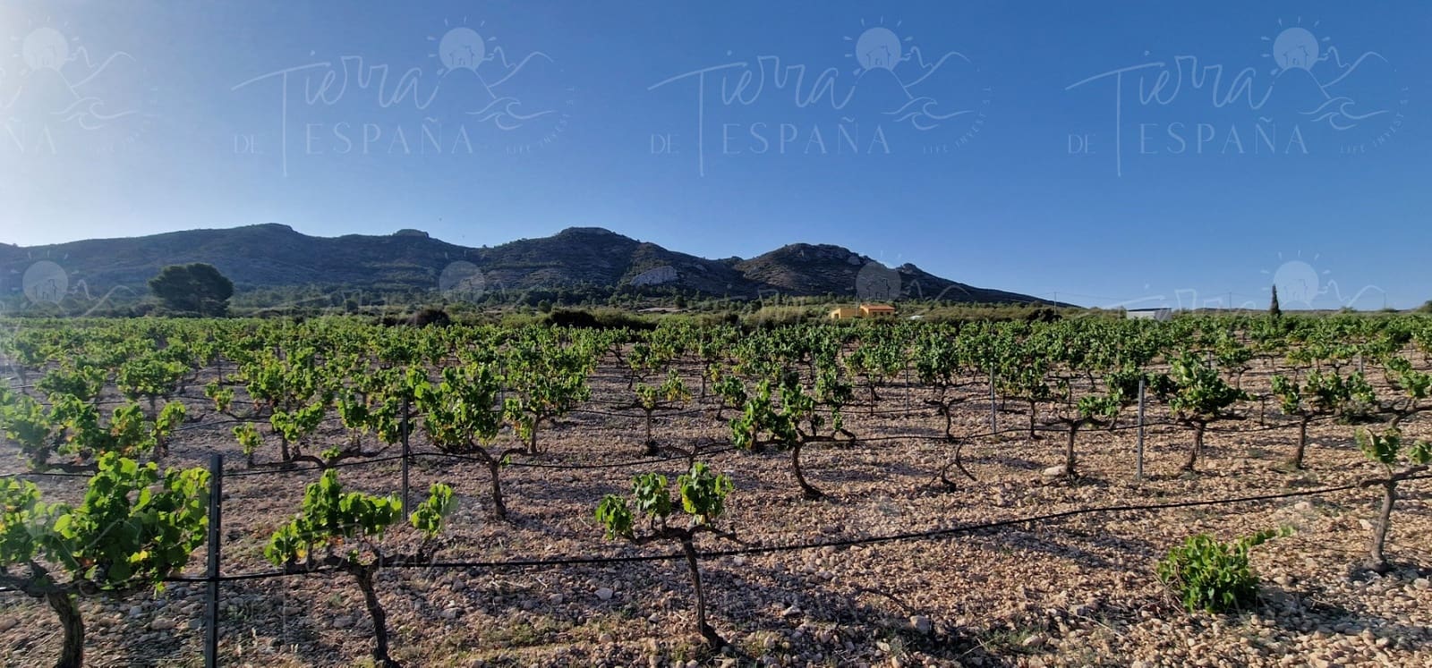 3 sypialnia Willa na sprzedaż w Yecla z basenem - 700 000 € (Ref: 9651850)