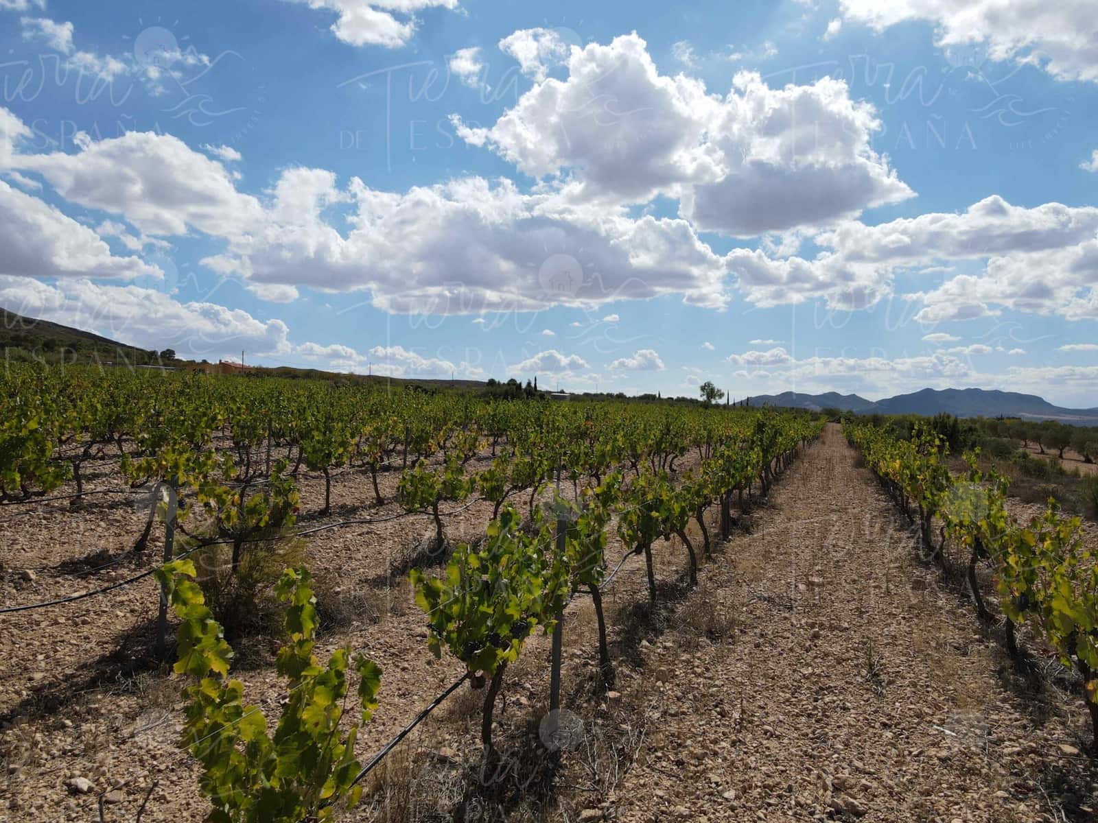 3 sypialnia Willa na sprzedaż w Yecla z basenem - 700 000 € (Ref: 9651850)