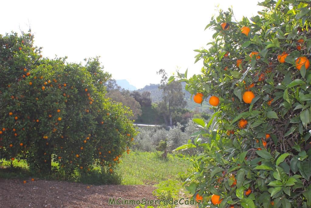 Finca/Landehus til salg i Algodonales - € 265.000 (Ref: 8174331)