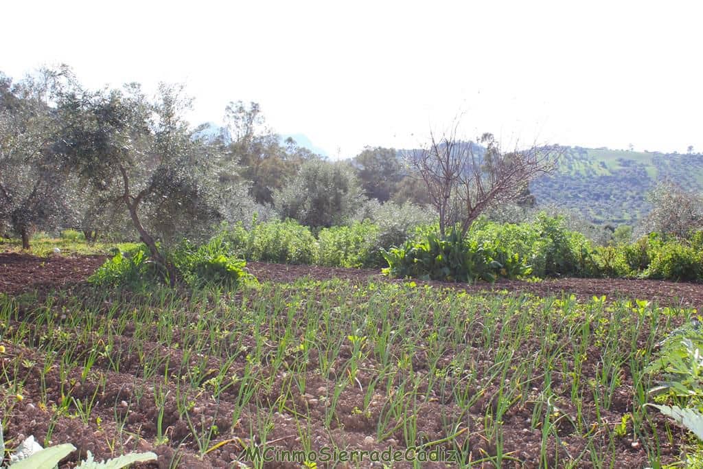 Finca/Landehus til salg i Algodonales - € 265.000 (Ref: 8174331)