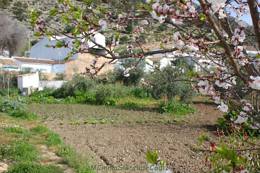 Finca/Landehus til salg i Algodonales - € 265.000 (Ref: 8174331)