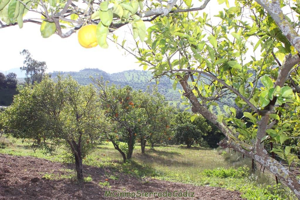 Finca/Landehus til salg i Algodonales - € 265.000 (Ref: 8174331)