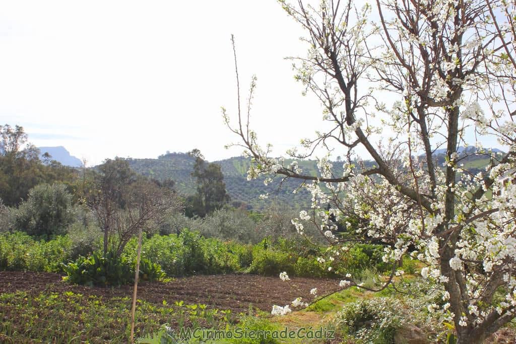 Finca/Landehus til salg i Algodonales - € 265.000 (Ref: 8174331)