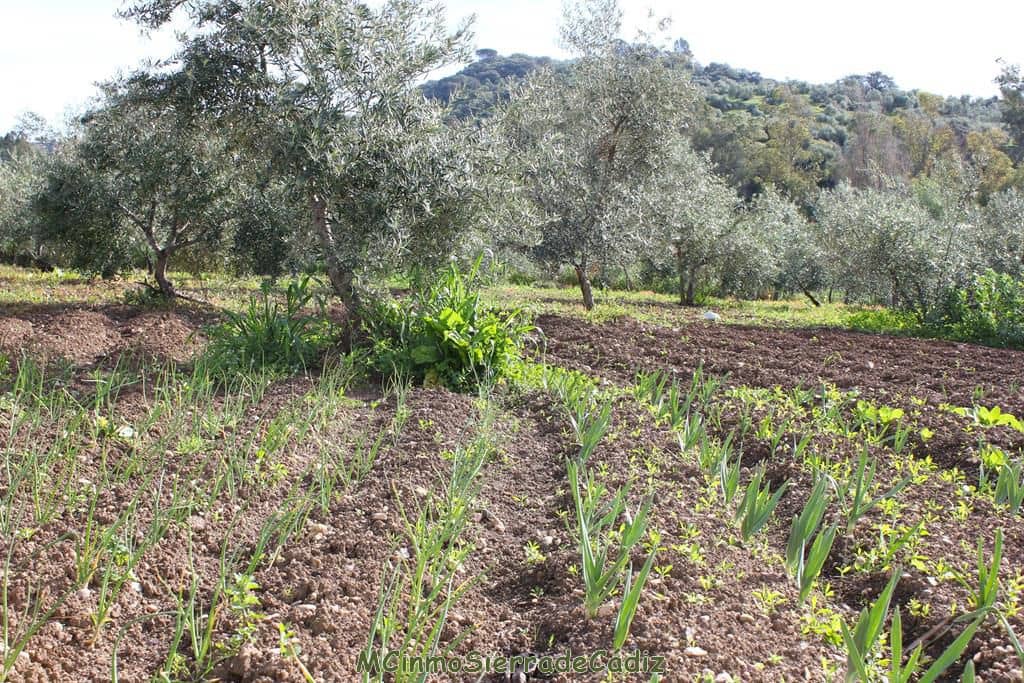 Finca/Landehus til salg i Algodonales - € 265.000 (Ref: 8174331)