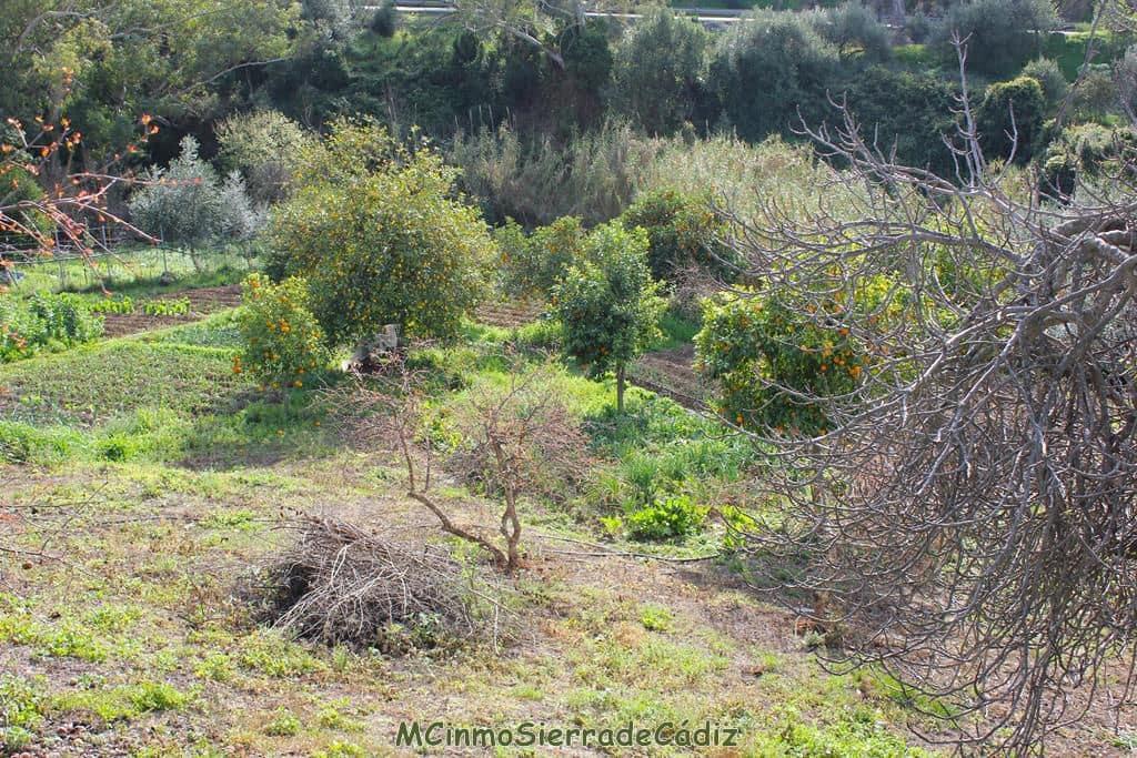 Finca/Landehus til salg i Algodonales - € 265.000 (Ref: 8174331)