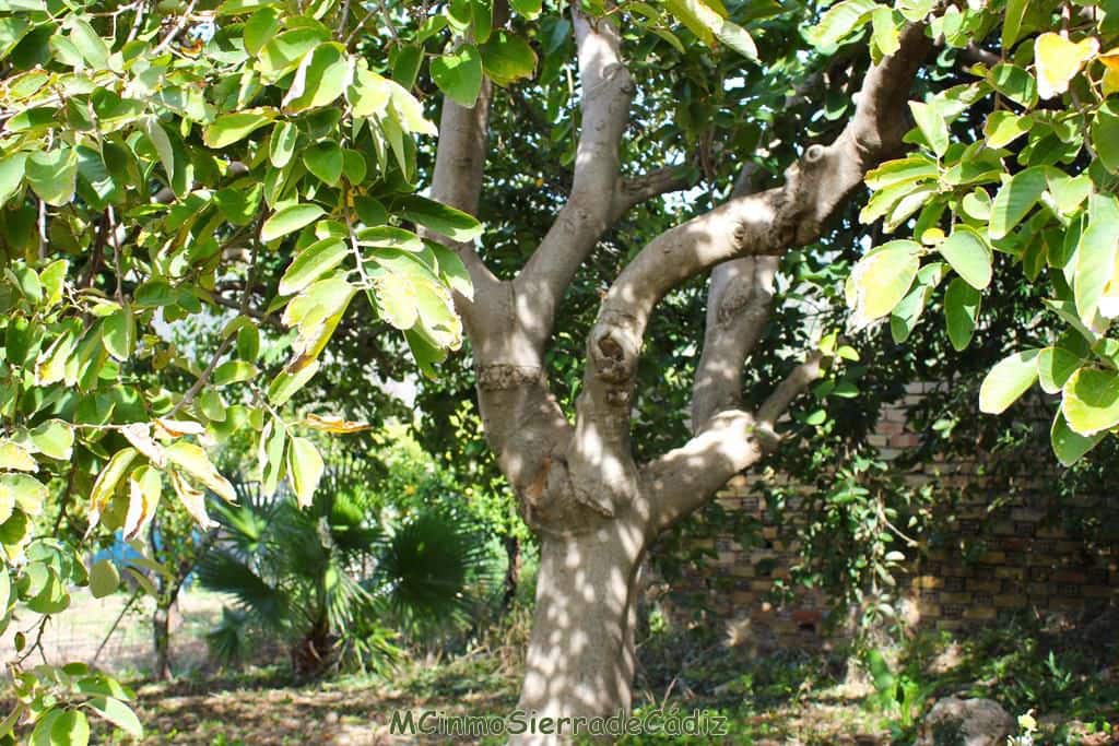 Finca/Landehus til salg i Algodonales - € 265.000 (Ref: 8174331)