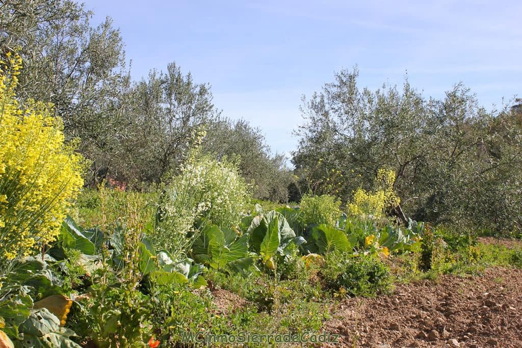 Finca/Landehus til salg i Algodonales - € 265.000 (Ref: 8174331)