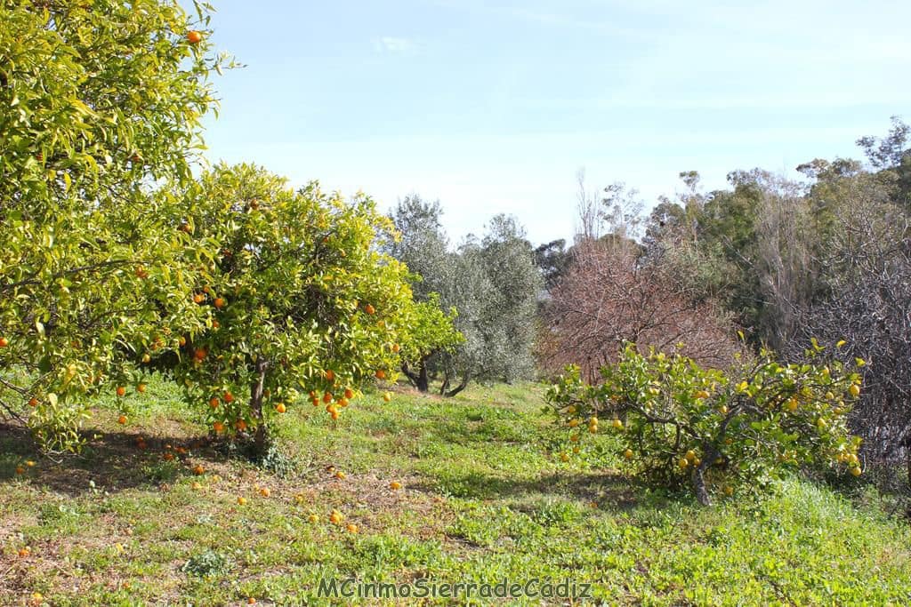 Finca/Landehus til salg i Algodonales - € 265.000 (Ref: 8174331)