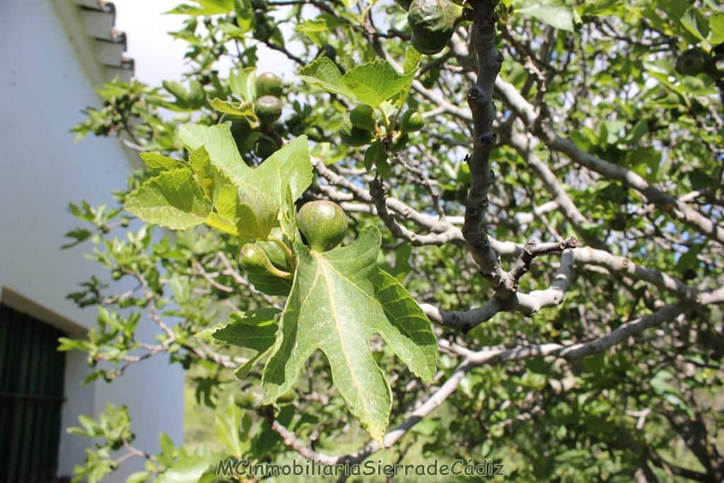 4 soverom Finca/Herregård til salgs i Algodonales - € 1 500 000 (Ref: 8194857)