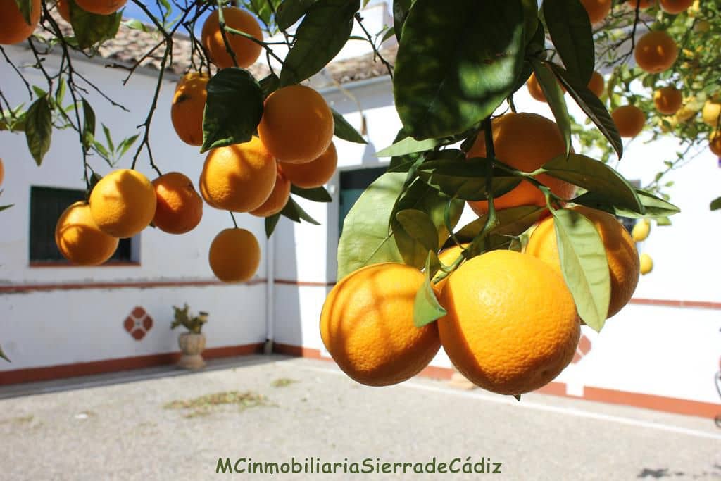 4 soverom Finca/Herregård til salgs i Algodonales - € 1 500 000 (Ref: 8194857)