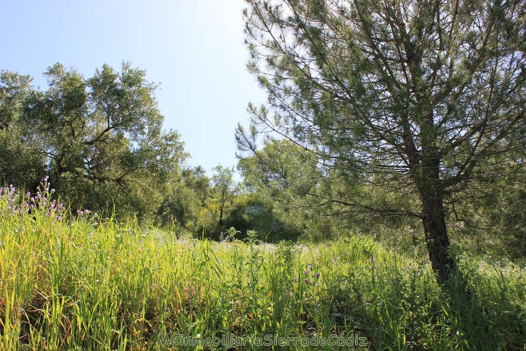 3 soveværelse Finca/Landehus til salg i Algodonales - € 285.000 (Ref: 8233996)