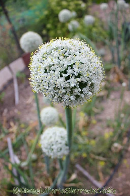 5 camera da letto Finca/Casa di Campagna in vendita in Olvera con garage - 350.000 € (Rif: 8320880)