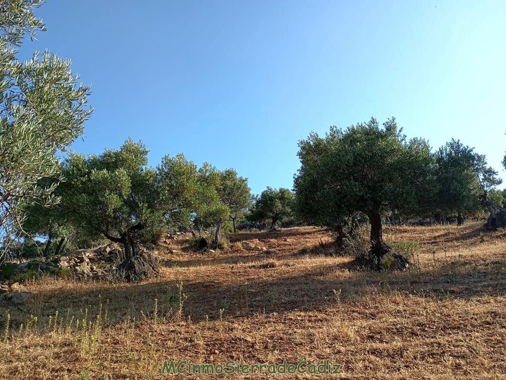 Finca/Landehus til salg i Algodonales - € 79.000 (Ref: 8398406)