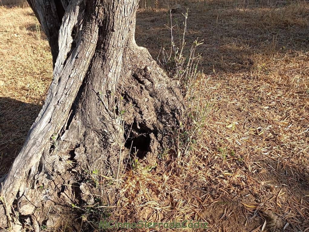 Finca/Landehus til salg i Algodonales - € 79.000 (Ref: 8398406)