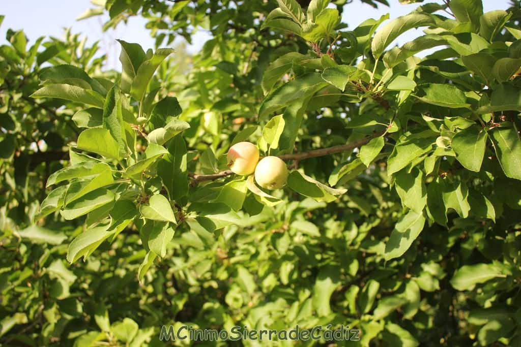 4 quarto Quinta/Casa Rural para venda em Zahara de la Sierra com garagem - 420 000 € (Ref: 8438426)