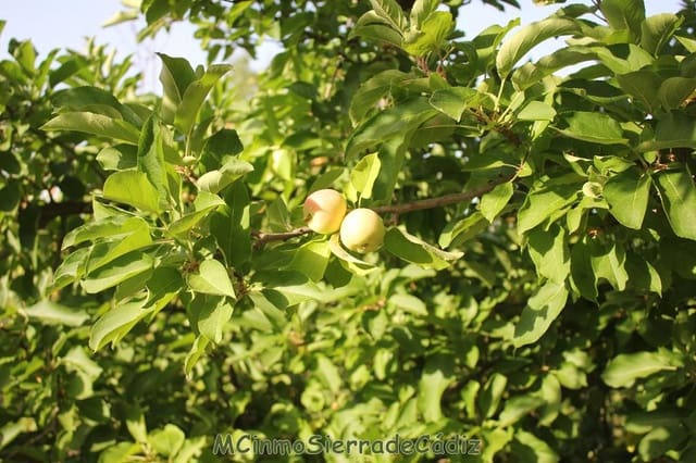 4 slaapkamer Finca/Landhuis te koop in Zahara de la Sierra met garage - € 420.000 (Ref: 8438426)